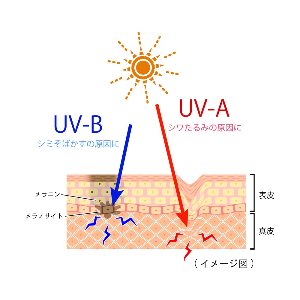 紫外線UV-AとUV-B