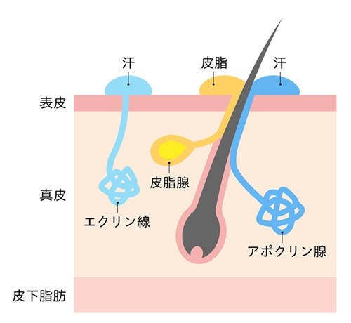 汗腺