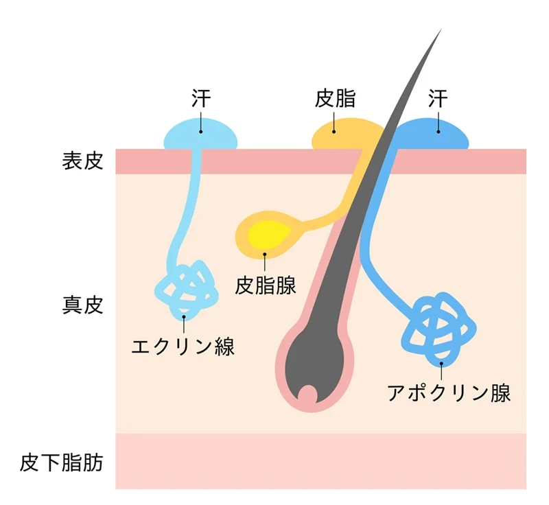 アポクリン汗腺